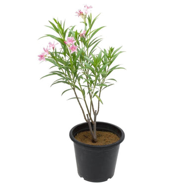 Oleander (Nerium Oleander) Plant